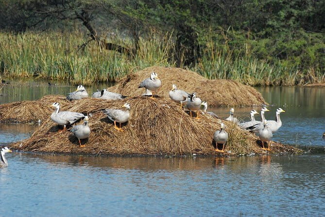 Sultanpur Bird Sanctuary Tour Near Delhi - Who Should Book This Experience?