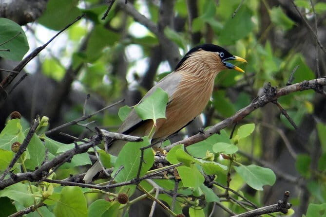 Sultanpur Bird Sanctuary Tour Near Delhi - Practical Tips for Your Visit
