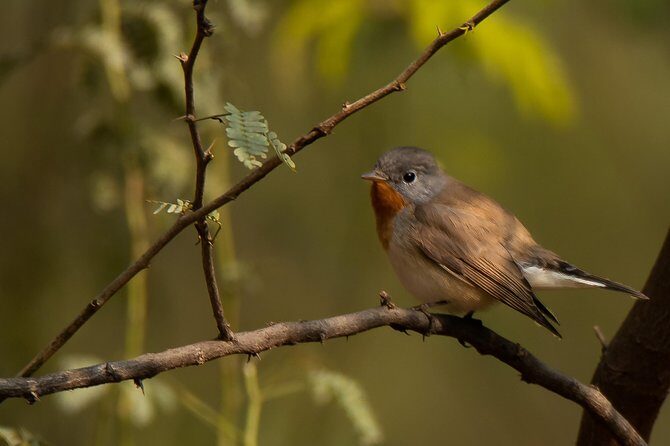 Sultanpur Birding Escapade - An In-Depth Look at the Sultanpur Birding Escapade