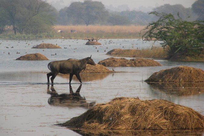 Sultanpur The wonder of Birding from Delhi - Key Points