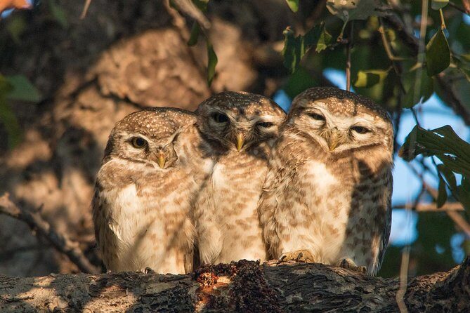 Sultanpur The wonder of Birding from Delhi - What Makes This Tour Stand Out?