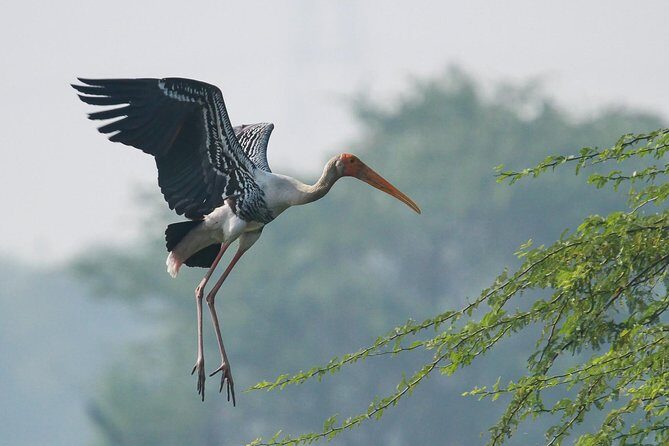 Sultanpur The wonder of Birding from Delhi - Final Thoughts: Who Will Love This Tour?