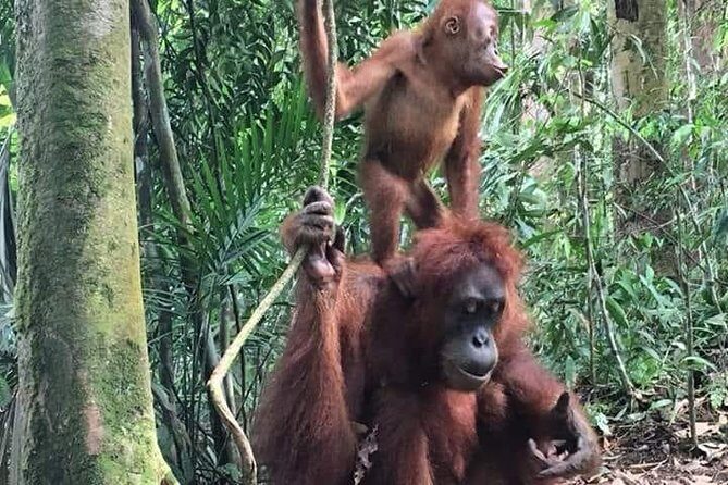 Sumatra trek and village tours - The Sum Up: Is This Tour Right for You?