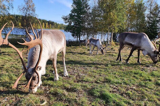 Summer Traditional Reindeer Farm Tour in Rovaniemi - Authentic Insights from Past Travelers