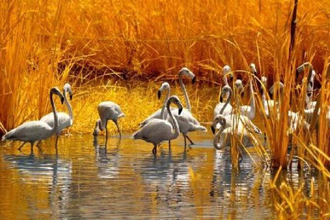 Sunflower Garden and Wild Bird Wetland Park Private Tour - Final Thoughts
