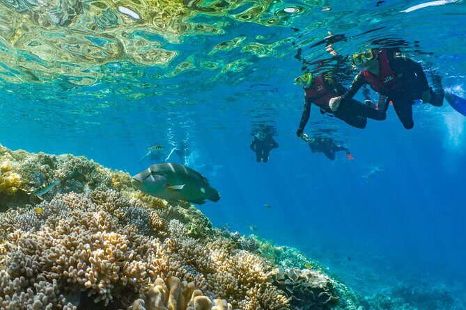 Sunlover Reef Cruises Cairns Great Barrier Reef Experience - An In-Depth Look at the Sunlover Reef Cruises Cairns Experience