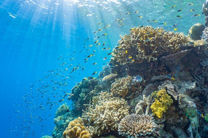 Sunlover Reef Cruises Cairns Great Barrier Reef Experience - FAQ