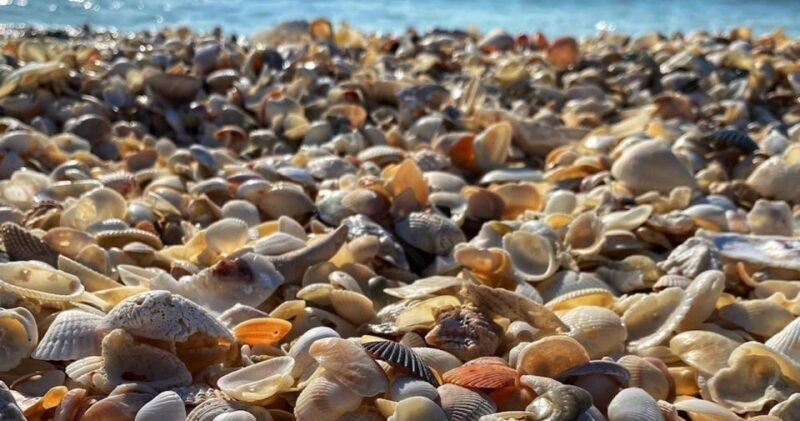 Sunrise and Shine 10,000 Islands Shelling Tour - Key Points