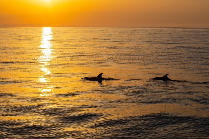 Sunrise Boat Trip in Mallorca with Dolphin-Watching - FAQ