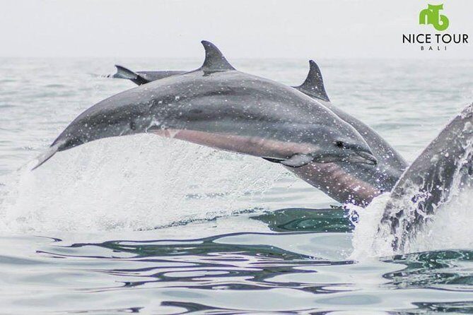 Sunrise Dolphin Wacthing & Menjangan Island Snorkeling Day Trip - The Sum Up