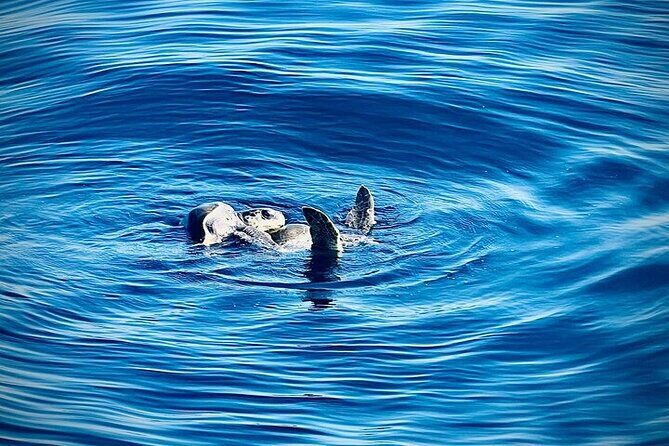 Sunrise EN the Ocean - FAQ