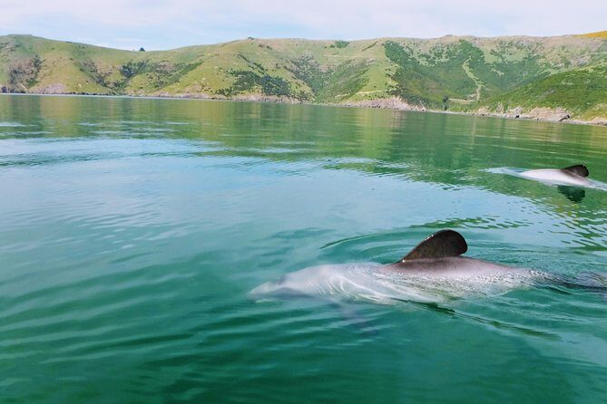 Sunrise wildlife sea kayaking in Akaroa marine reserve - Key Points