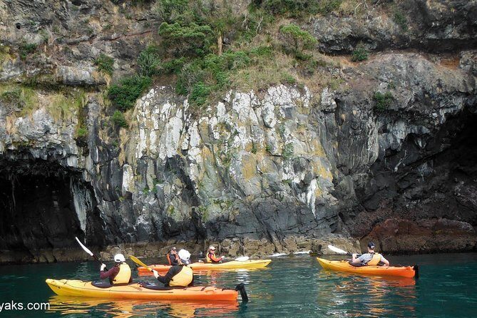 Sunrise wildlife sea kayaking in Akaroa marine reserve - A Closer Look at the Sunrise Wildlife Sea Kayaking Tour