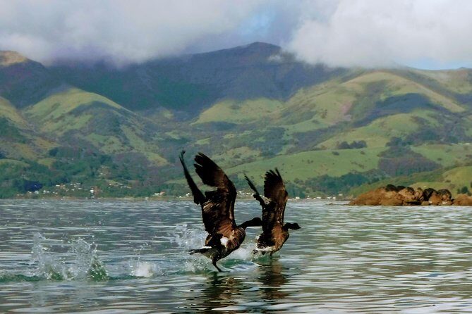 Sunrise wildlife sea kayaking in Akaroa marine reserve - FAQ