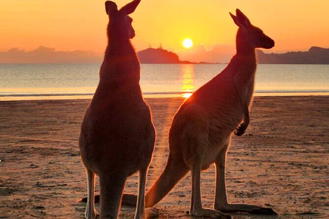 Sunrise with the kangaroos and wallabies - Sunrise with the Kangaroos and Wallabies: A Nature-Lover’s Dream in Airlie Beach