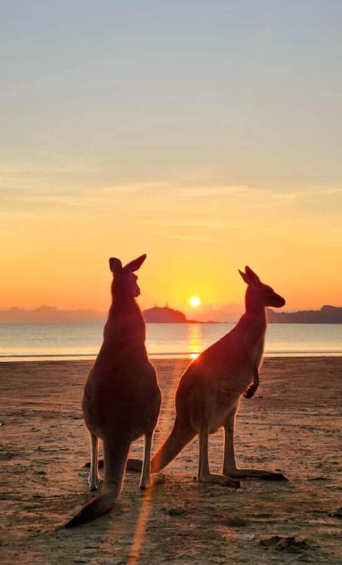 Sunrise with the Kangaroos & Wallabies - Airlie Beach - Key Points