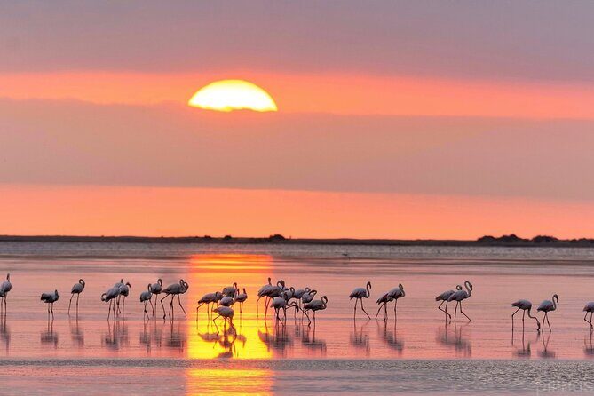 Sunset among flamingos in the Ebro Delta - Exploring the Ebro Delta: What to Expect