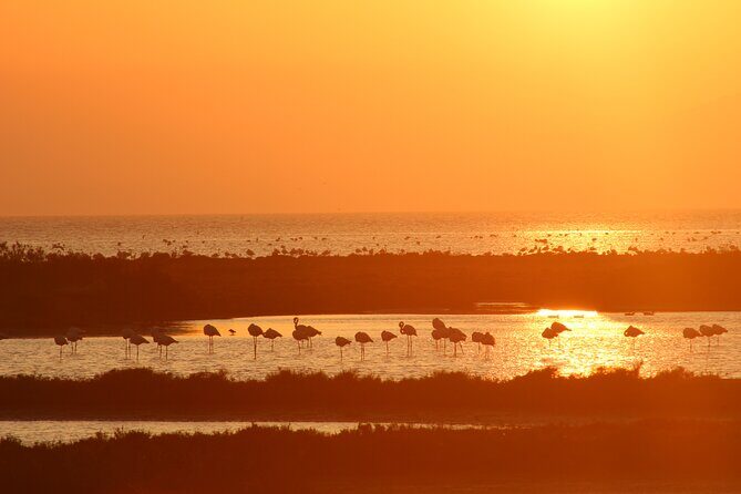 Sunset among flamingos in the Ebro Delta - Why This Tour Works for You