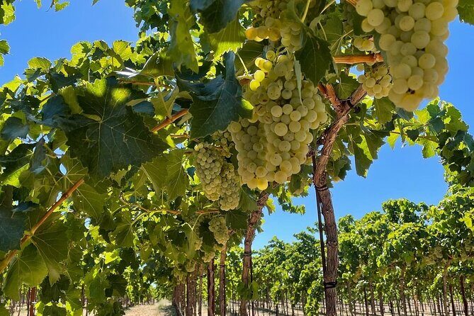 Sunset among Vineyards with Tasting in Alicante (min 6-12 people) - A Deeper Look at the Experience