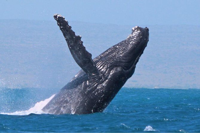 Sunset Cruise Wildlife Watching - Key Points