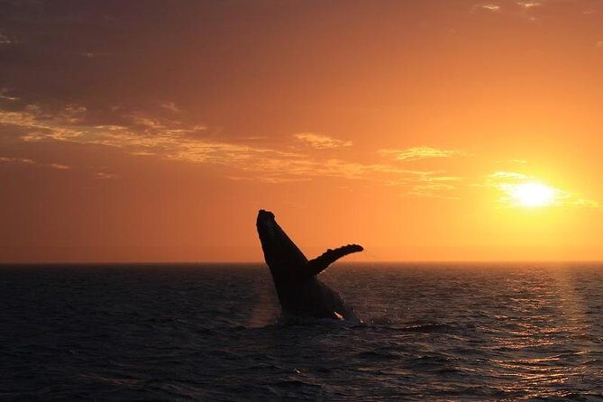 Sunset Cruise Wildlife Watching - An In-Depth Look at the Sunset Wildlife Watching Cruise