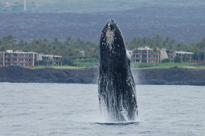 Sunset Cruise with the Whales from Anaeho'omalu Bay - FAQ