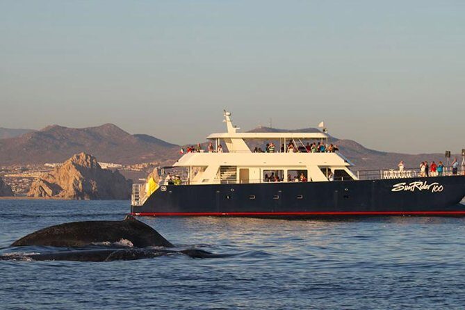 Sunset Dinner Cruise in Los Cabos - Sunset Dinner Cruise in Los Cabos: A Detailed Review