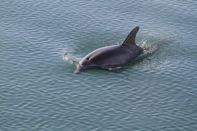 Sunset, Dolphin/Birding On A Private Guided Savannah Cruise - A Close Look at the Experience