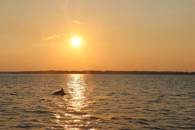 Sunset Dolphin Cruise in Hilton Head - Who Is This Tour Best Suited For?