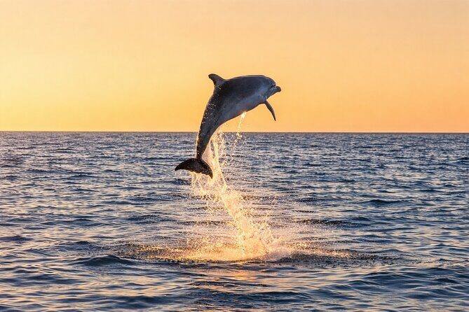 Sunset Dolphin Cruise in Panama City Beach - Sunset Dolphin Cruise in Panama City Beach: A Relaxing Water Adventure