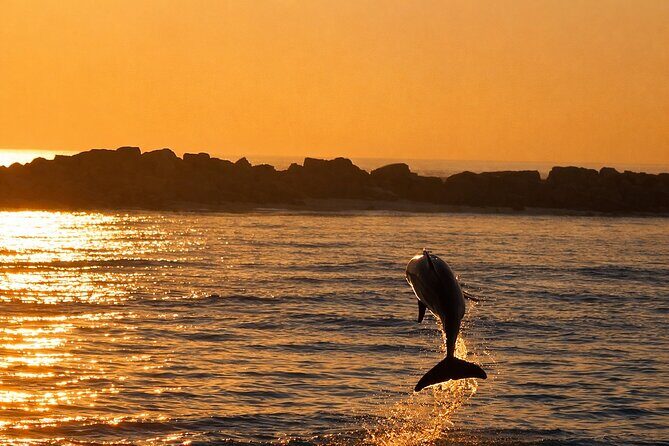 Sunset Dolphin Cruise in Panama City Beach - Key Points