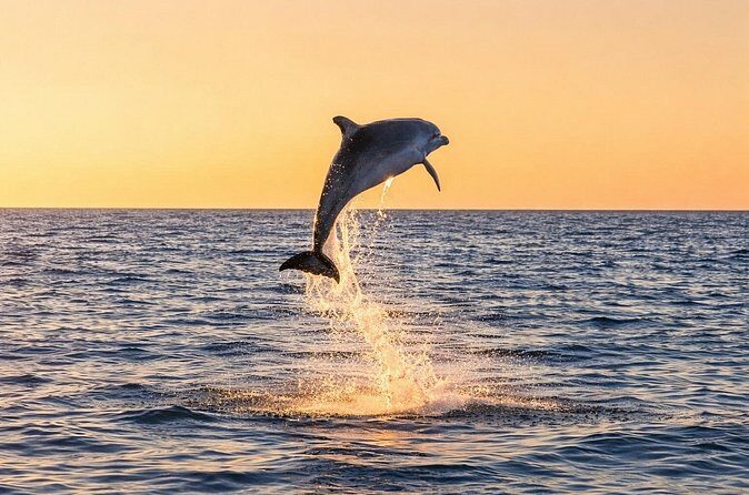 Sunset Dolphin Cruise in Panama City Beach - FAQ