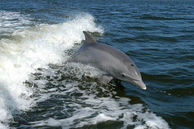 Sunset Dolphin Watching Boat Tour from Vrsar - Who Should Book This Tour?