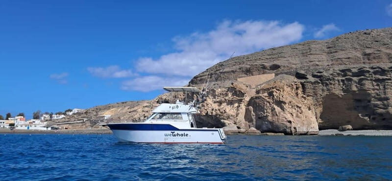 Sunset Dolphin Watching Tour on Hybrid Boat in Small Group - Key Points