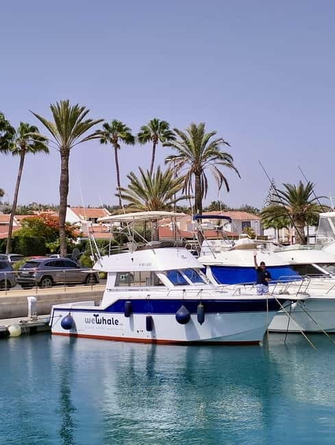 Sunset Dolphin Watching Tour on Hybrid Boat in Small Group - An In-Depth Look at the Sunset Dolphin Watching Tour