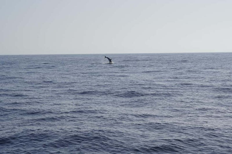 Sunset Dolphin Watching Tour on Hybrid Boat in Small Group - FAQs