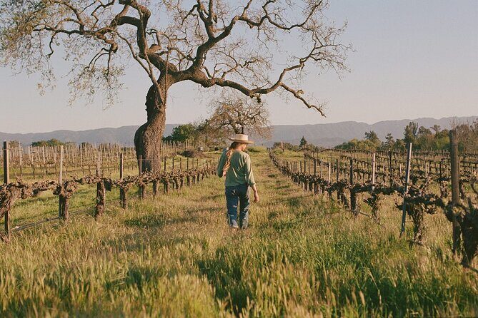 Sunset Eco Farm Experience Sheep Olive Oil Wine Cheese Tasting - What to Expect from the Itinerary