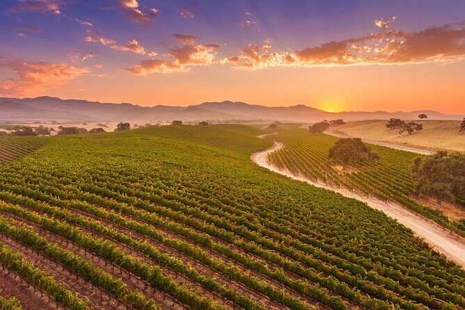 Sunset Eco Farm Experience Sheep Olive Oil Wine Cheese Tasting - Final Thoughts: Is it Worth It?