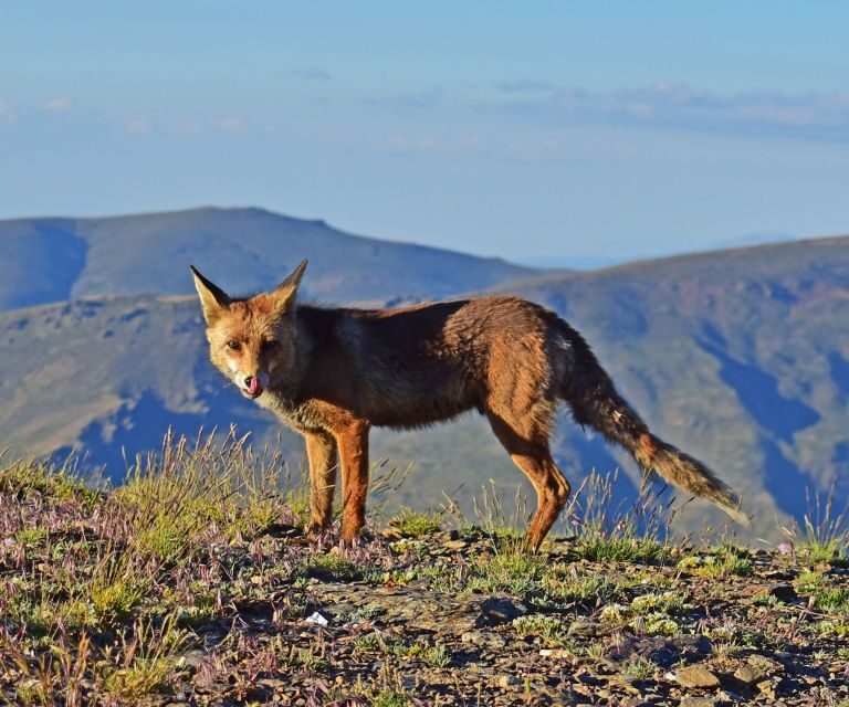 Sunset in Sierra Nevada at 2,500m altitude - FAQ