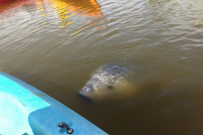 Sunset kayaking tour at Manatee Cove with Manatee & Dolphin sightings - Final Thoughts: Who Will Love This Tour?