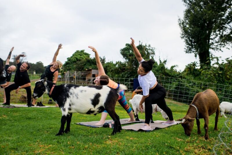 Sunset Maui Goat Yoga with Live Music - Sunset Maui Goat Yoga with Live Music: A Fun and Relaxing Experience on the Island