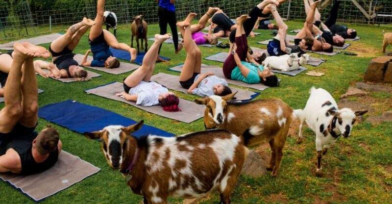 Sunset Maui Goat Yoga with Live Music - Authenticity and Local Flavor