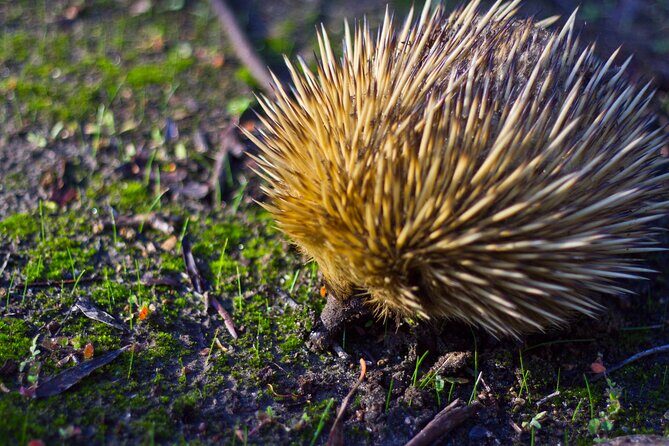 Sunset Nocturnal Adventure Tour - An In-Depth Look at the Sunset Nocturnal Adventure Tour