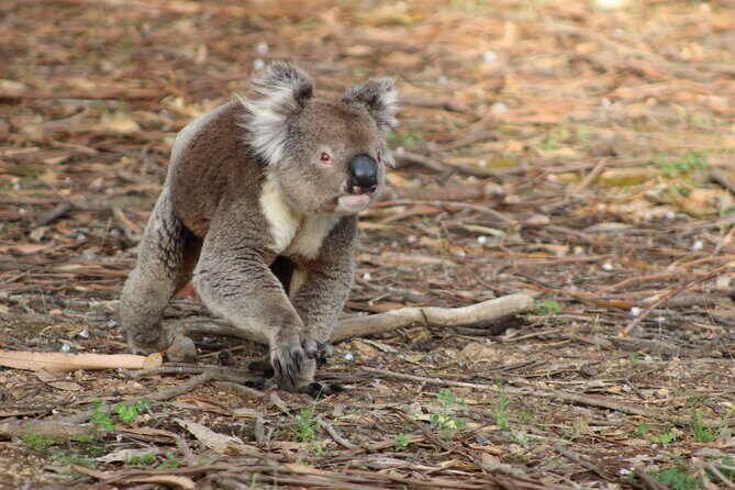 Sunset Nocturnal Adventure Tour - Final Thoughts: Is It Worth It?