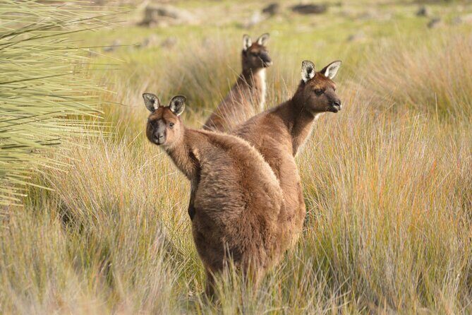 Sunset Nocturnal Adventure Tour - FAQ