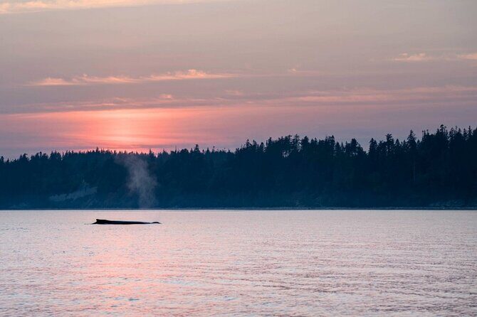 Sunset on the Salish Sea Tour in Campbell River - A Closer Look at the Experience
