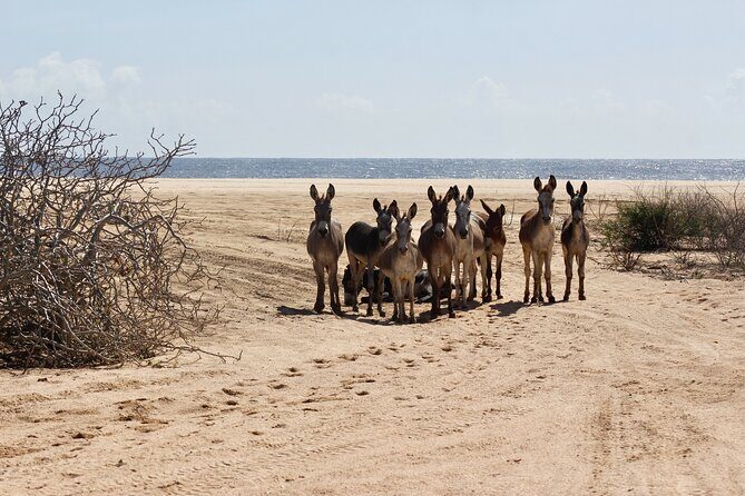 Sunset Pacific Donkey Hiking Tour - A Deep Dive into the Sunset Pacific Donkey Hiking Tour