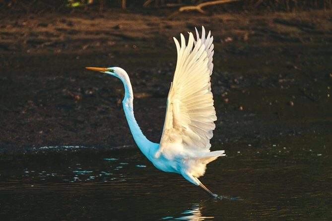 Sunset River Cruise near Byron Bay - Practical Tips for Travelers
