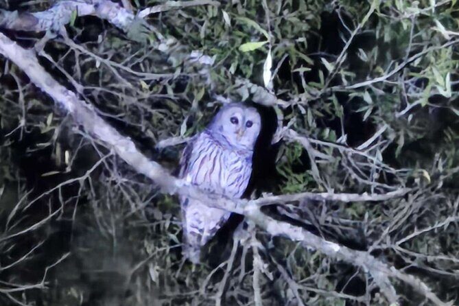 Sunset S'mores and Owl Call - The Value of a Sunset Smores and Owl Call Tour