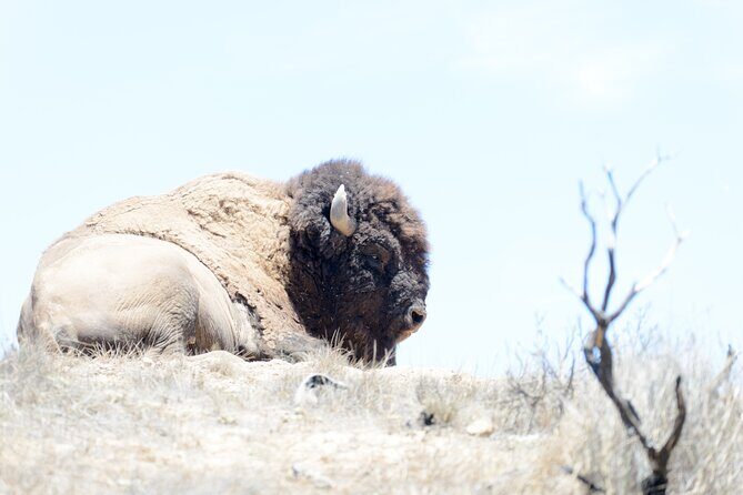 Sunset Summit Catalina Island Shared Tour - FAQs